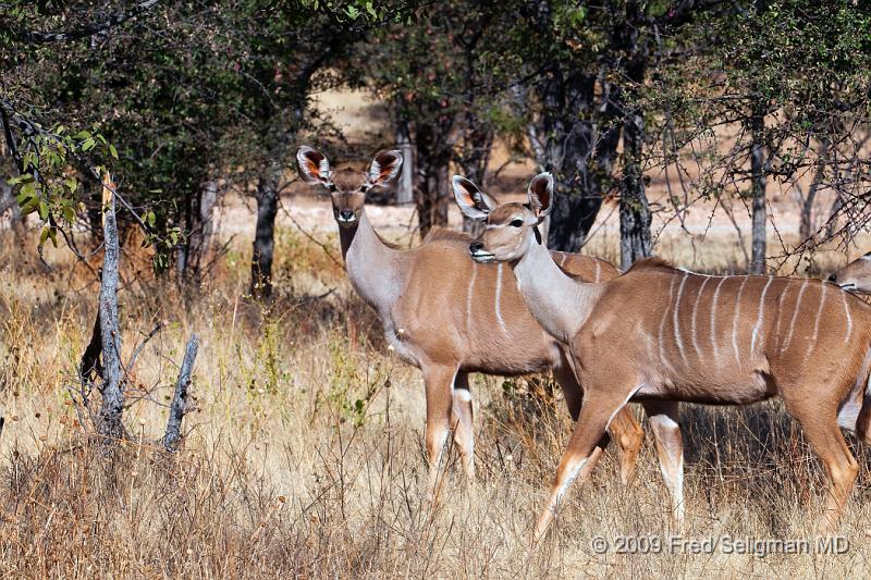 20090611_103530 D300 X1.jpg - Greater Kudu using ground cover for protection